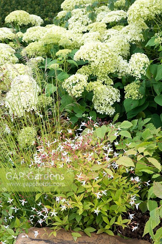 Hydrangea arborescens 'Annabelle' avec Gillenia trifoliata '- Encore: A Music Lover's Garden, RHS Hampton Court Palace Flower Show 2015