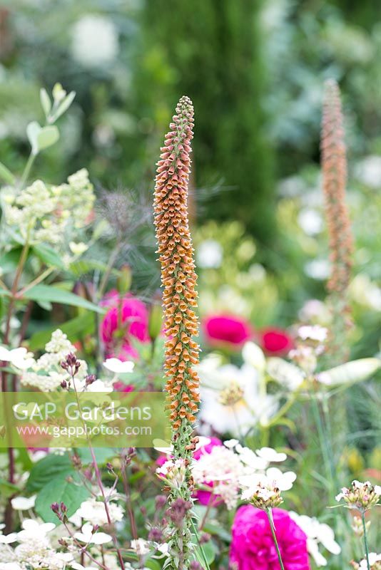 Digitalis ferruginea. Garden of Paradise, RHS Hampton Court Palace Flower Show 2015