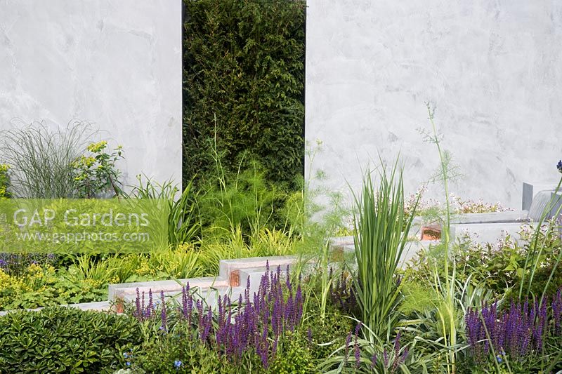 Un ruisseau à gradins avec plantation de Salvia, Iris, Foeniculum et Pitttosporum 'Nana', soutenu par un mur uni et une section de haie taillée - Le Scotty's Little Soldiers Garden, RHS Hampton Court Palace Flower Show 2015