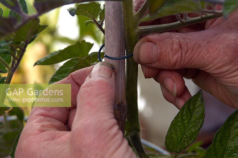Attachez le plant de tomate à la canne à l'aide d'un cercle de fil ouvert