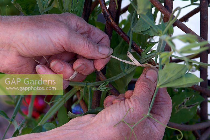 Attachez la tige de pois de senteur au support de plante en utilisant du raphia