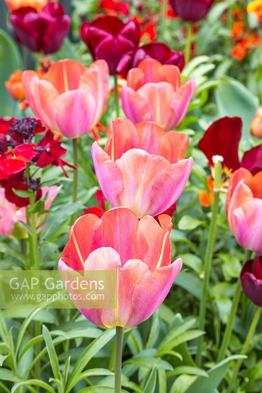 Parterre de fleurs surélevé contenant des tulipes 'Malaika' et des giroflées