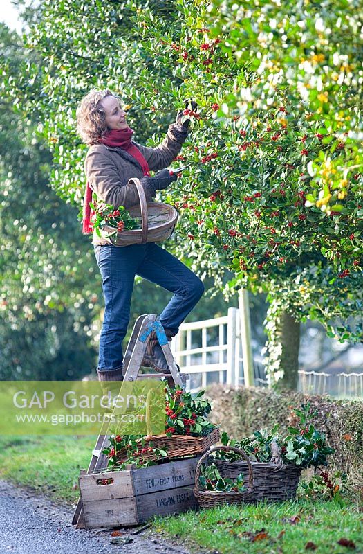 Gabbi Reid coupe Ilex aquifolium, Holly pour faire des couronnes. Décembre, Gabbi's Garden.