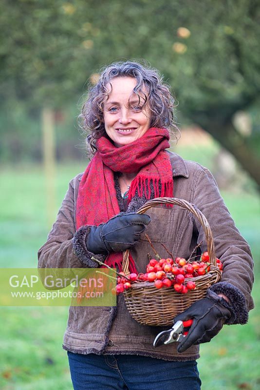 Gabbi Reid tenant un panier de pommes sauvages rouge vif. Décembre. Jardin de Gabbi.