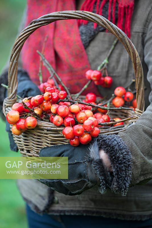 Gabbi Reid tenant un panier de pommes sauvages rouge vif. Décembre. Jardin de Gabbi.