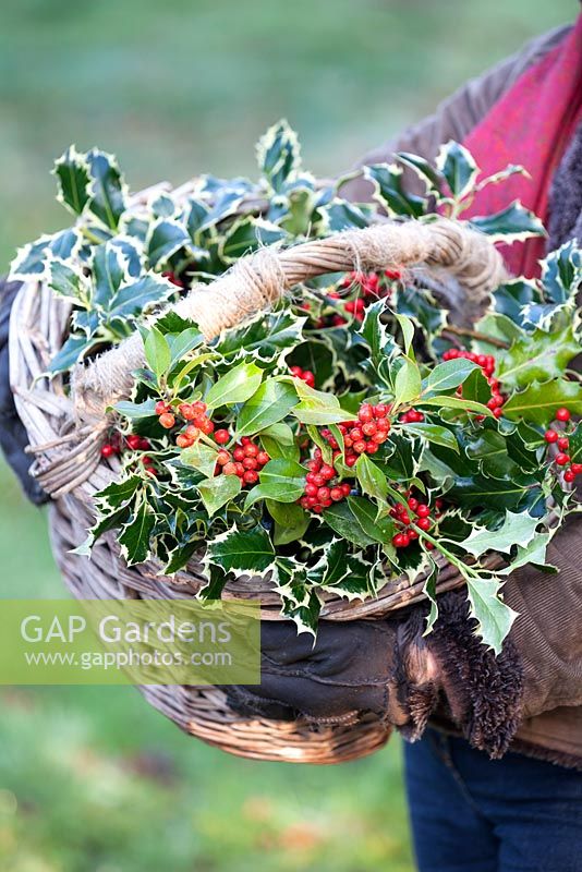 Gabbi tenant un panier d'Ilex aquifolium, de houx et de baies rouge vif. Décembre.