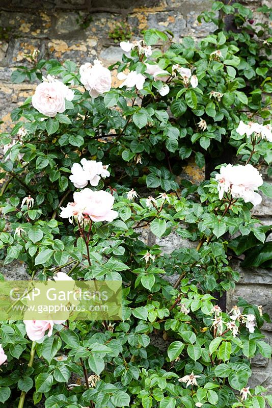 Rosa 'New Dawn' sur le mur du potager. Orchard House, Sedbury, Gloucestershire. Jardin conçu et créé par Stella Caws. Juin 2015.