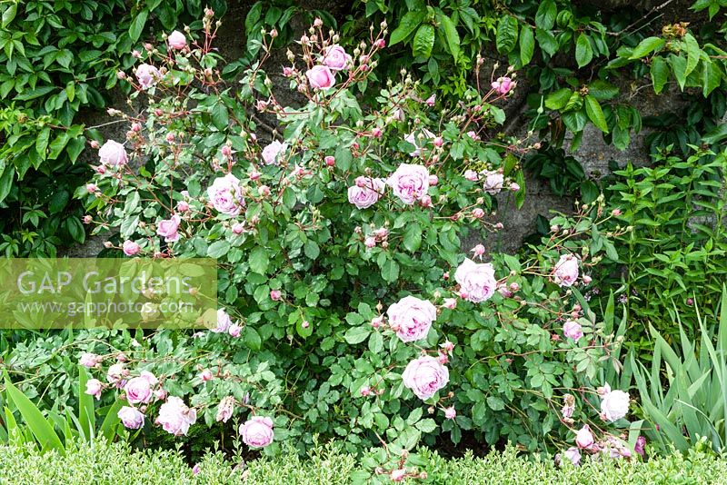 Rosa 'Alan Titchmarsh' dans le potager. Orchard House, Sedbury, Gloucestershire. Jardin conçu et créé par Stella Caws. Juin 2015.