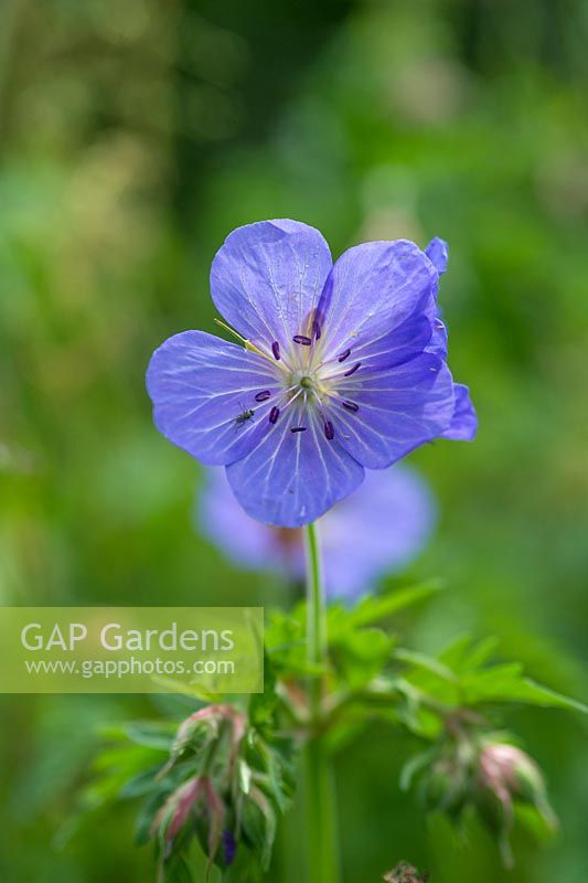 Geranium pratense - Meadow Crane ' s-bill