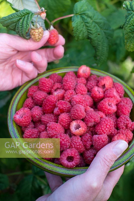 Rubus idaeus - Cueillir des framboises cultivées à la maison, la main de femme tenant un bol de framboises fraîches.