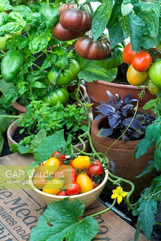 Intérieur de la serre d'été montrant des tomates patrimoniales cultivées en pot, 'Black from Tula' et 'Rio Grande', du basilic doux et rouge cultivé en pot, un bol de tomates cueillies et de la vigne de melon.