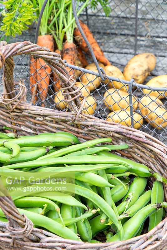 Récolte de légumes d'été, trugs de pommes de terre précoces, carottes, fèves et haricots verts.