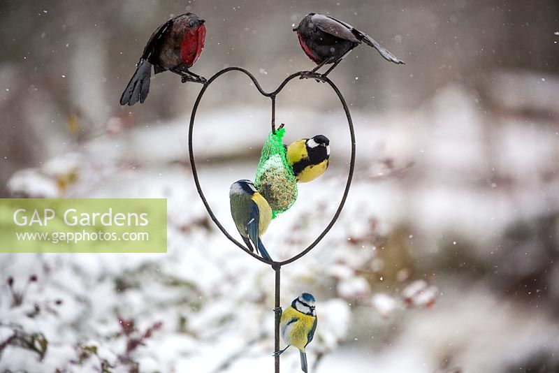 Mésange charbonnière et mésange bleue se nourrissant d'une boule de graisse dans une mangeoire à oiseaux en forme de cœur dans la neige