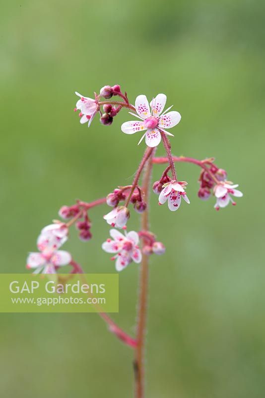 Saxifraga spathularis, mai, Suffolk