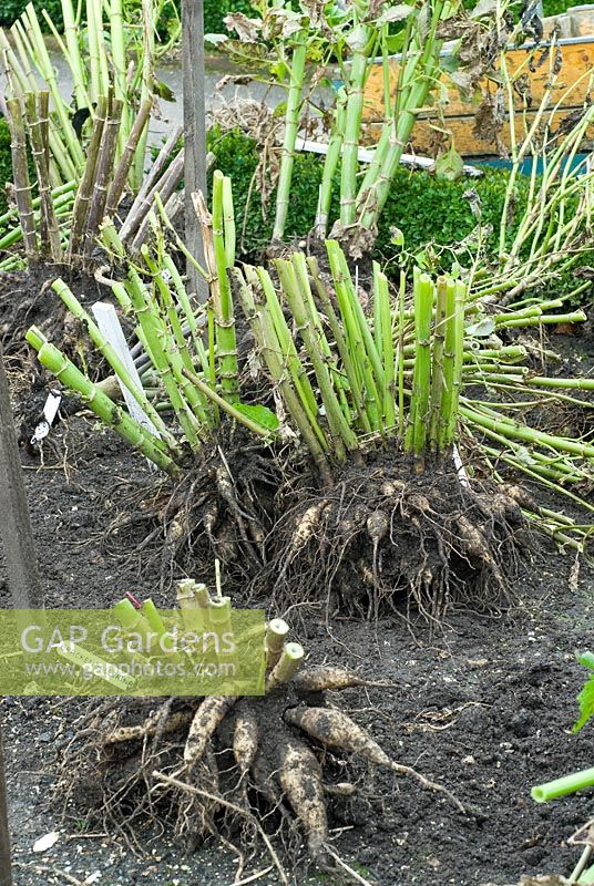Les tubercules de Dahlia, avec des tiges coupées et étiquetées, doivent avoir le sol lavé avant de pouvoir être séchés et stockés pour l'hiver.