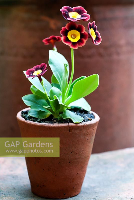 Primula Auricula 'Jersey Bounce'