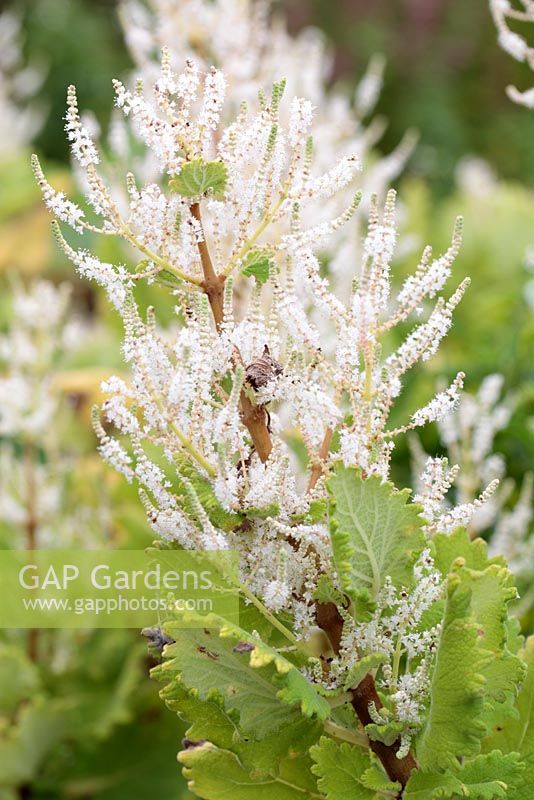 Tetradenia riparia - Misty Plume Bush, Ginger Bush, Le Cap, Afrique du Sud