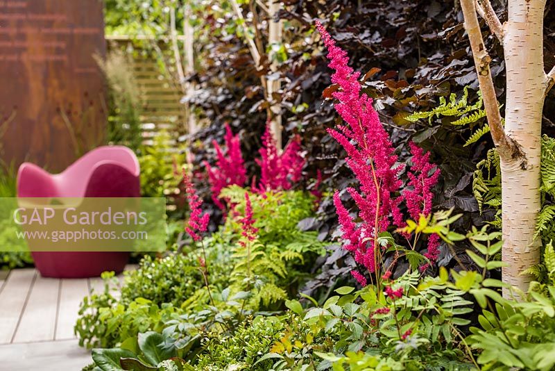 Foundations for Growth Garden - vue montrant un parterre de fleurs ombragé, y compris Astilbe x arendsii 'Fanal' et Betula utilis var. jacquemontii - RHS Hampton Court Flower Show 2015