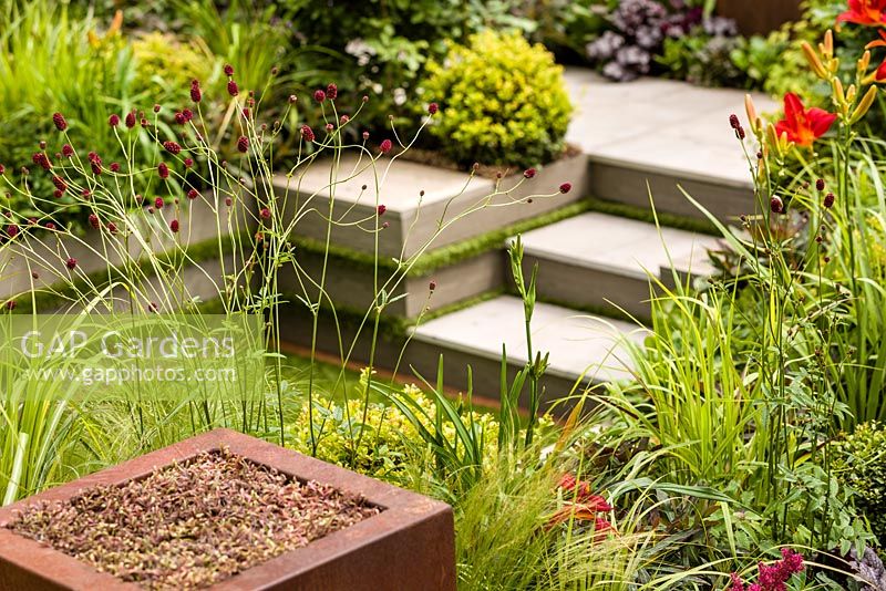 Foundations for Growth Garden - vue à travers Sanguisorba officinalis 'Morning Select' jusqu'aux marches et au jardin englouti au-delà - RHS Hampton Court Flower Show 2015