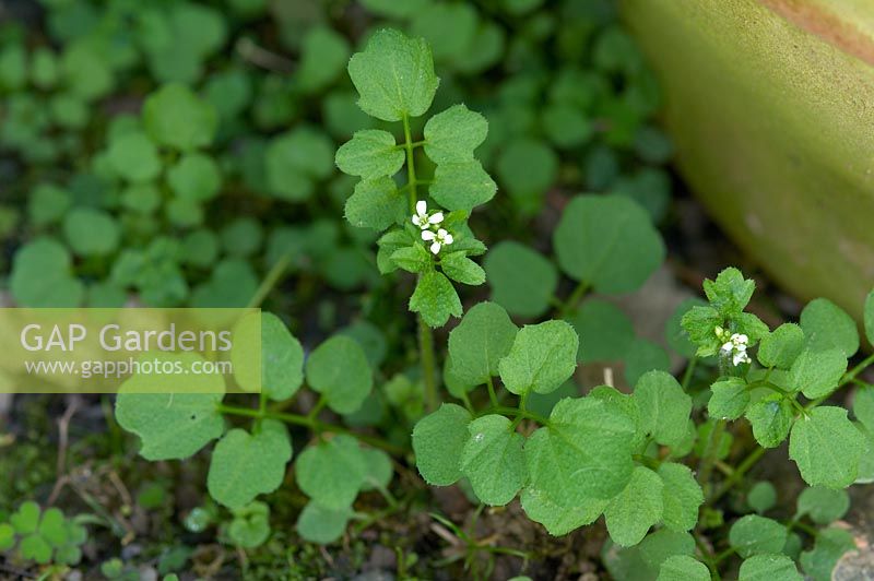 Cardamine hirsuta