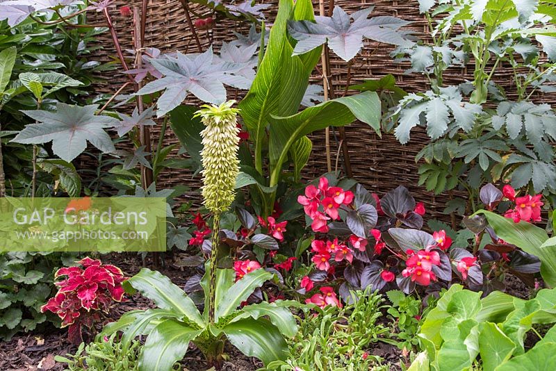 Jardin tropical avec Eucomis, Melianthus major, Begonia, Coleus, Geranium 'Abelina' pac series et Banana plant