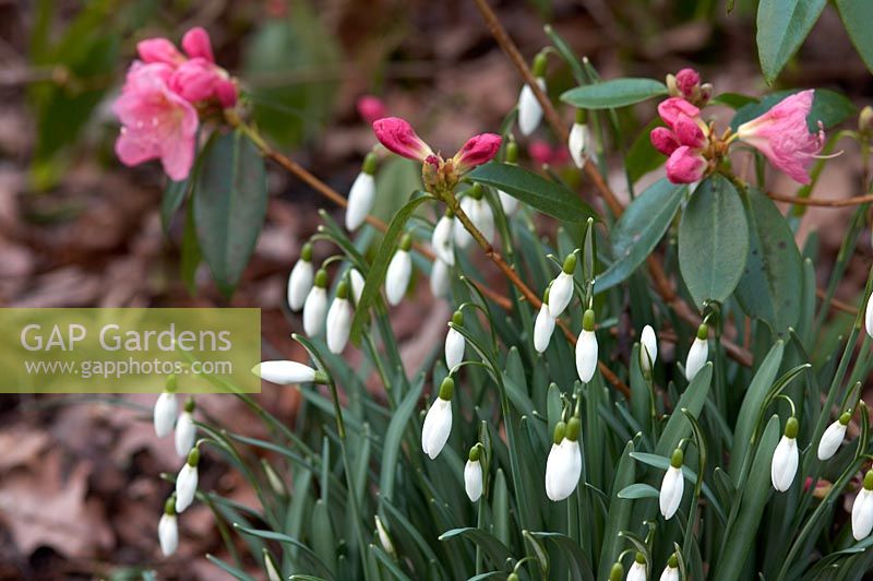 Galanthus nivalis avec Rhododendron 'Airy Fairy'