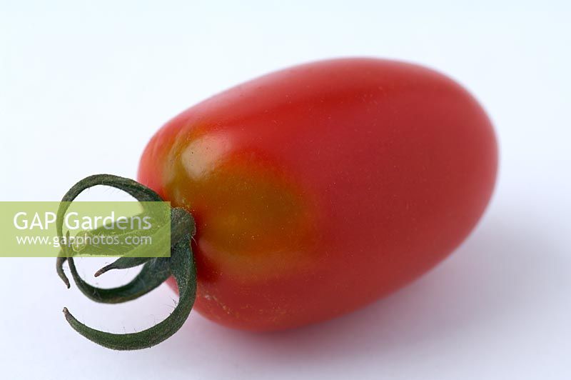 Tomate avec trouble de l'épaule verte