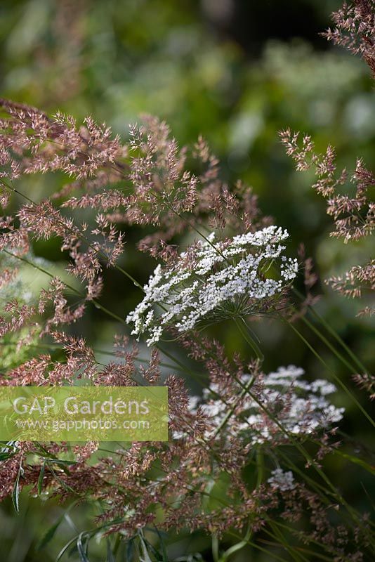 Vestra Wealth: Encore-A Music Lover's Garden. Orlaya Grandiflora avec des têtes de semences d'herbe.