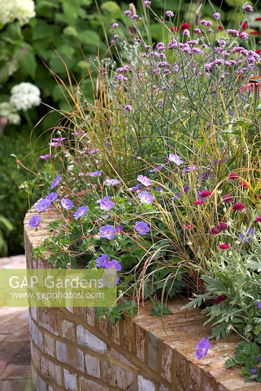 Parterre de fleurs surélevé avec Verbena bonariensis 'Lollipop', Knautia macedonica et Geranium 'Rozanne' - Squire's Garden Centres: Urban Oasis garden, Hampton Court Flower Show 2015