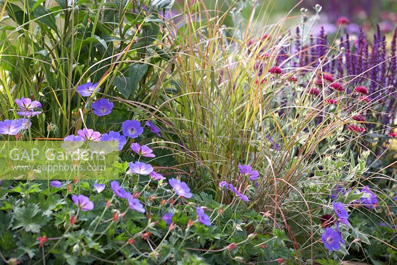 Géranium 'Rozanne', graminées ornementales, Knautia macedonica et Salvia 'Caradonna' - Squire's Garden Centres: Urban Oasis garden, Hampton Court Flower Show 2015