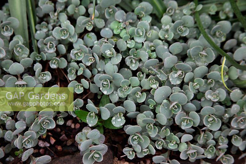 Sedum hidakanum close up de plante