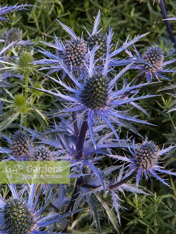 Eryngium bourgatii 'Picos Blue '. Living Landscapes: Healing Urban Garden - Designer Rae Wilkinson - Sponsor Living Landscapes - RHS Hampton Court Flower Show 2015 - récompensé en argent doré