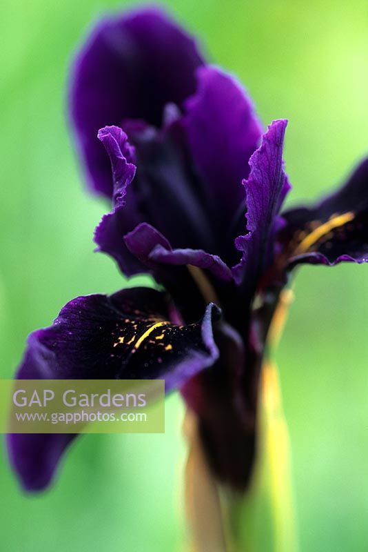 Iris chrysographes 'Kew Black'