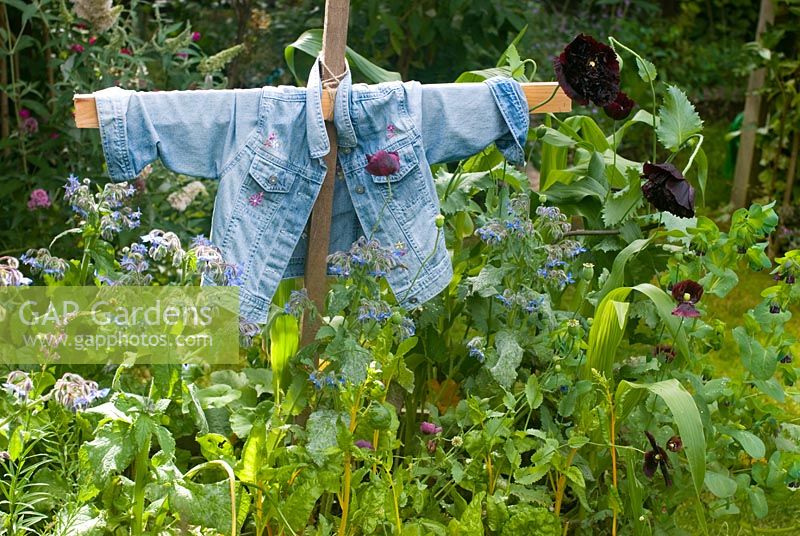 Épouvantail en bordure de légumes en été avec blettes, bourrache et maïs doux