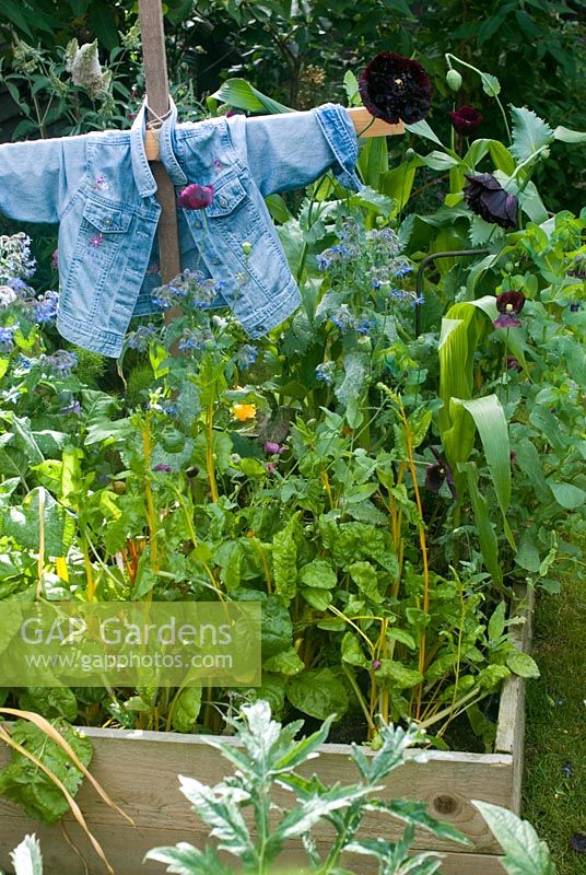 Épouvantail en bordure de légumes en été avec bourrache et maïs doux