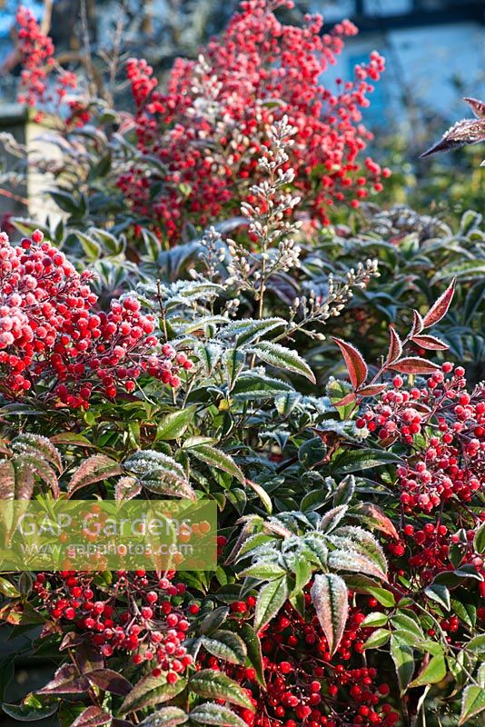 Nandina domestica aux fruits d'hiver rouge vif.