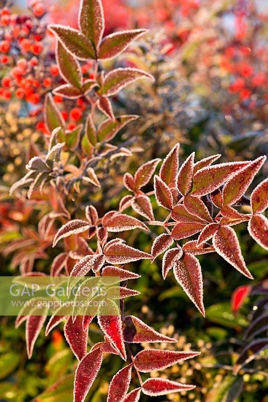 Feuilles de Nandina domestica avec des teintes de feuilles rouges d'hiver.