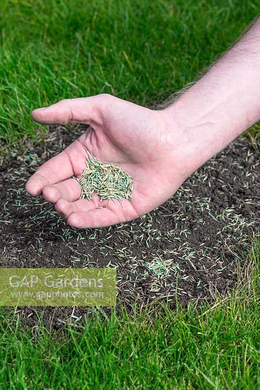 Restaurer une pelouse endommagée étape par étape - Semez des graines d'herbe sur un sol nu.