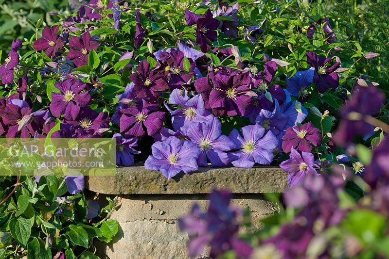 Clematis viticella 'Etoile Violette' et 'Perle d ' Azur'