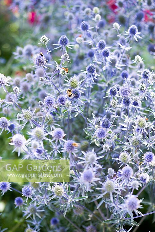 Eryngium planum 'Blaukappe' recouvert d'abeilles, de guêpes et de syrphes.