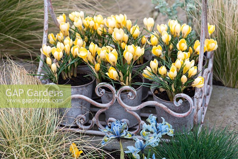 En pots galvanisés, Crocus 'Cream Beauty', un bulbe à fleurs d'hiver en février. A gauche en parterre de fleurs, Iris reticulata 'Katharine Hodgkin '.