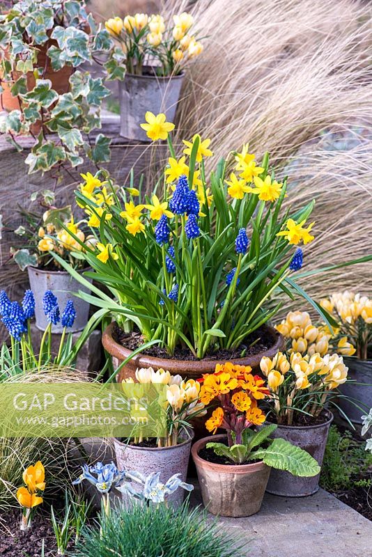 Pot de printemps planté de jonquilles - Narcisse 'Tete-a-Tete' et jacinthes de raisin - Muscari armeniacum. Petits pots de primevère et de Crocus 'Cream Beauty '. En parterre de fleurs, Iris reticulata' Katharine Hodgkin '. Derrière, Stipa tenuissima.