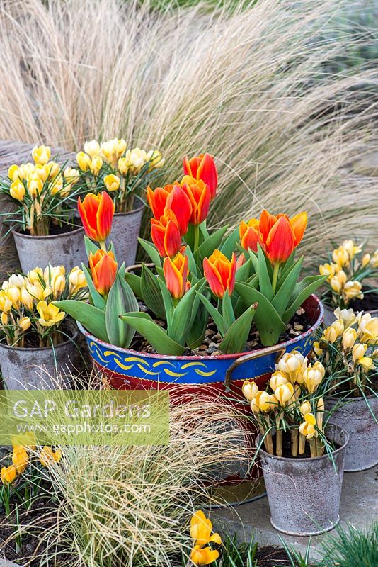 Stipa tenuissima, seau peint planté de Tulipa 'Early Harvest' et pots de Crocus 'Cream Beauty', fleurissant en février et mars.