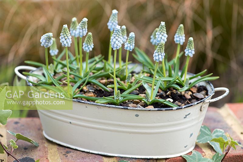 Muscari 'Peppermint', jacinthe de raisin, un bulbe à fleurs printanières à fleurs bicolores bleu pâle à pointes verdâtres.