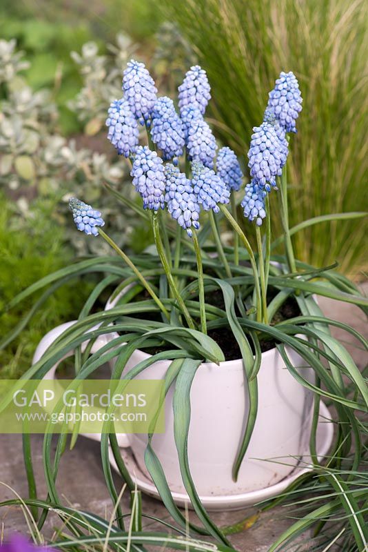 Une tasse de thé plantée de Muscari 'Cupido '.