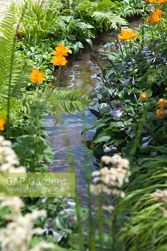 Rill avec des plantes dont Trollius chinensis 'Golden Queen', Matteucia struthiopteris, Hosta 'Devon Green' et Astilbe 'Bumalda '. Vestra Wealth - Encore: A Music Lovers' Garden. Hampton Court Flower Show, juin 2015.