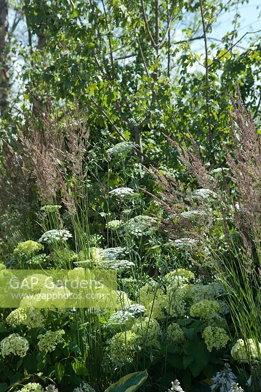 Ammi majus, Panicum virgatum 'Northwind' et Hydrangea 'Annabelle '. Vestra Wealth - Encore. A Music Lovers' Garden. Hampton Court Flower Show, juin 2015.