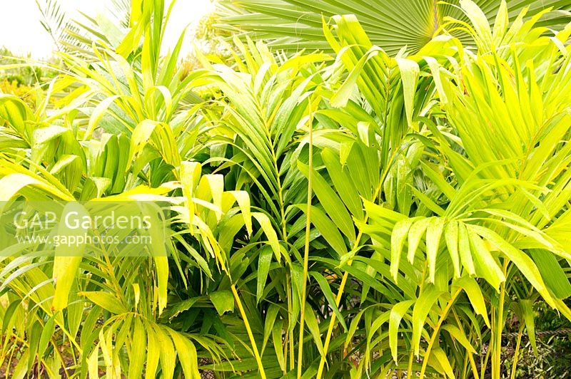 Palmiers Adonidia merrillii - Palmier de Manille, Palmier de Noël