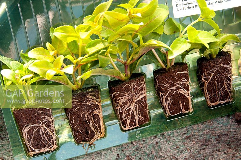 Plantes fuchsia en emballage plastique - Avril
