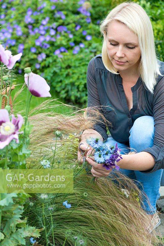 Jardin potager posie étape par étape en juin: Couper Nigella damascens, love-in-the-mist, une annuelle qui dure bien comme une fleur coupée.